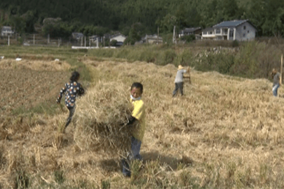 風華：杜絕秋季“一把火” 讓秸稈變廢為寶